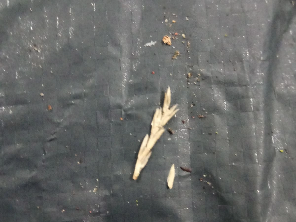 Tweedekans Obelink Rosario Deluxe 3 Tweedekans Obelink Rosario Deluxe